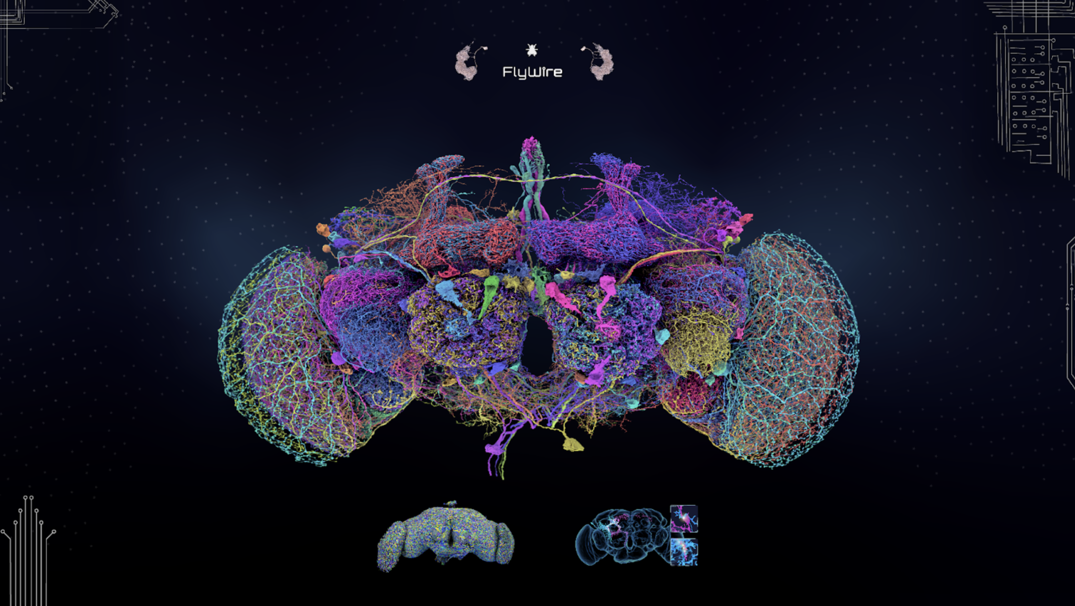 Eyewire founder revolutionizes brain mapping