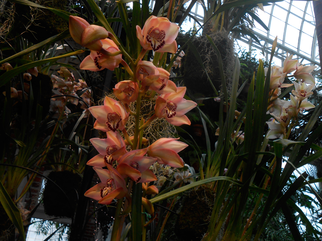 The Orchid and Tropical Bonsai Show at Phipps Conservatory features a vibrant display of orchids. (credit: Catherine Spence/)
