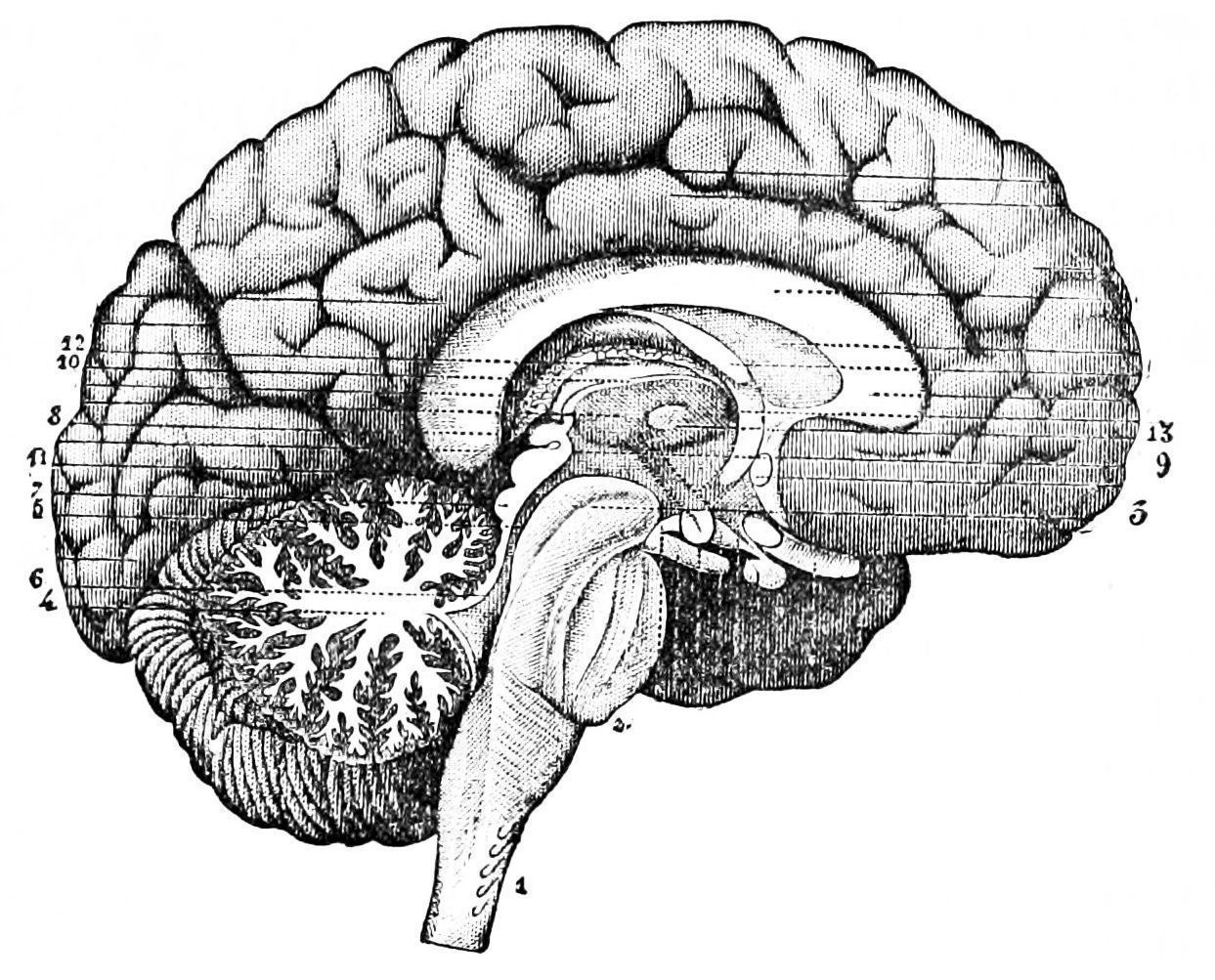 A sketch bisects the brain through its center. Our neural networks switch and flex as a person keeps learning. (credit: Courtesy of Wikimedia Commons)